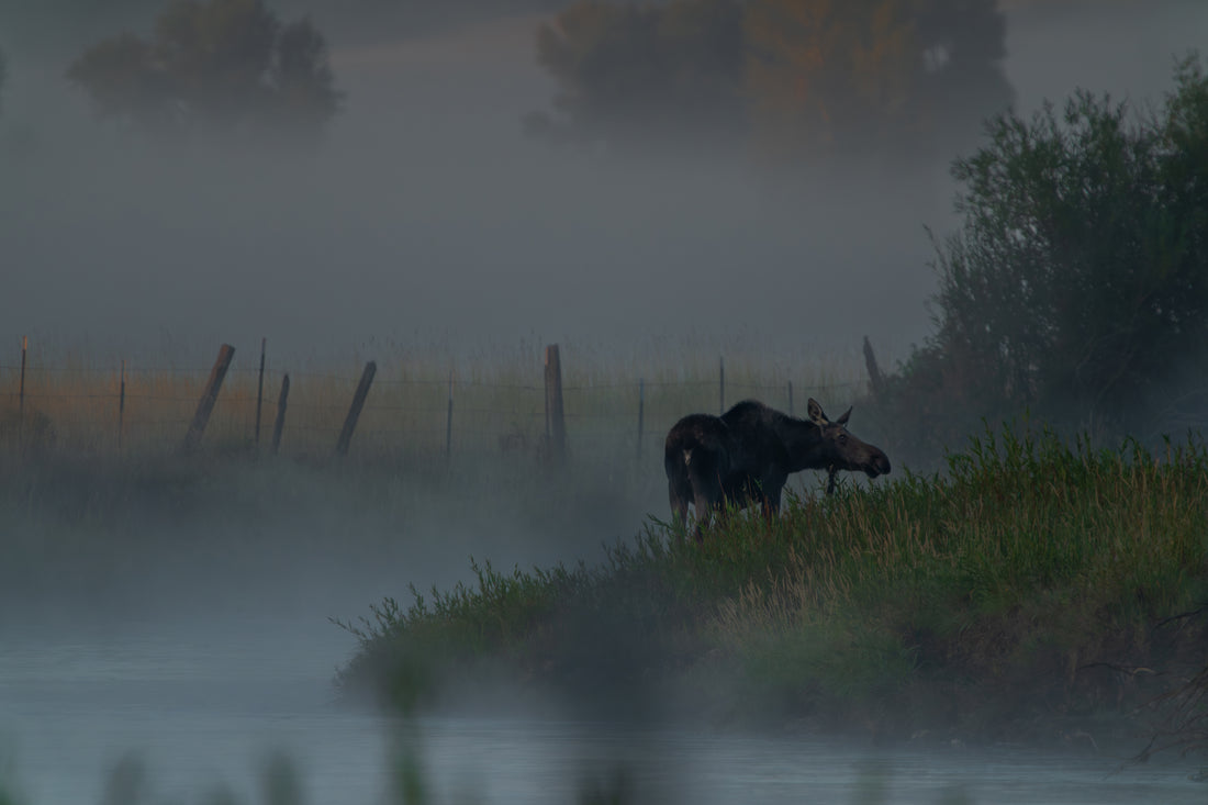 Whispers in the Mist