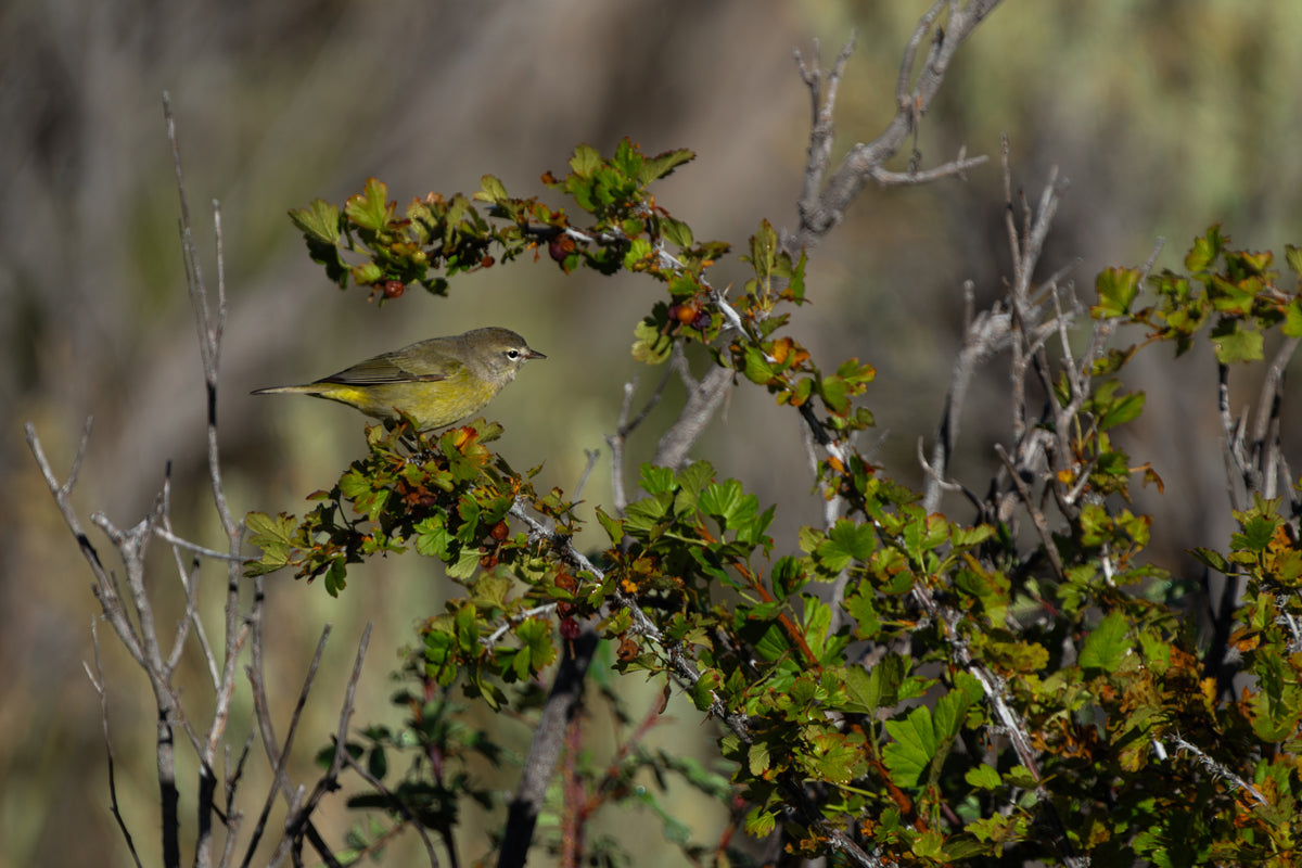 Orange- Crowned Warbler