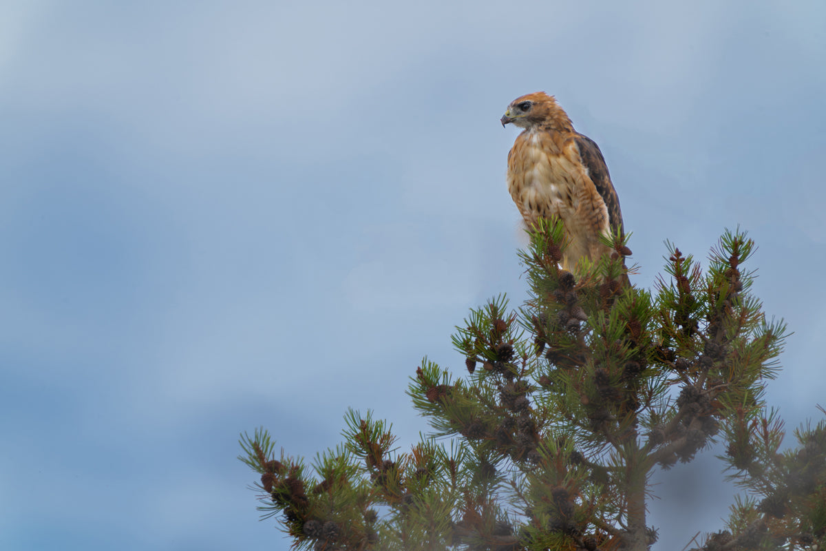 Red Tail Hawk