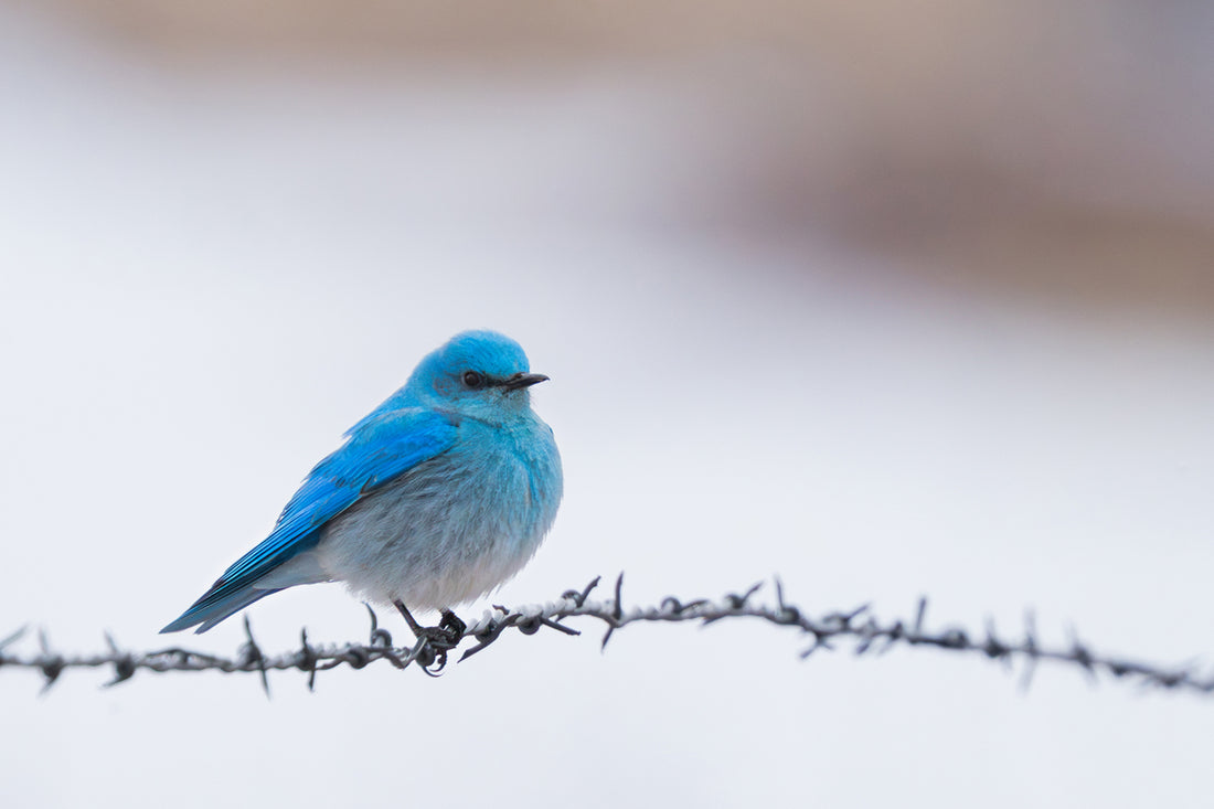 Mountain Bluebird: God’s First Whisper of Spring