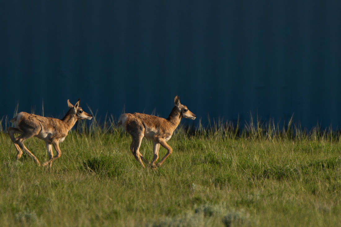 Born to Run, Held by Grace