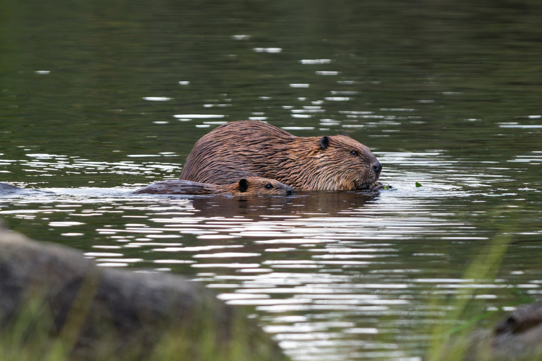 Beaver Artwork