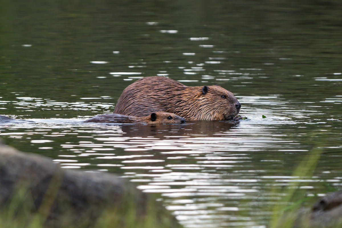 Beaver Artwork