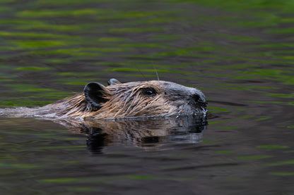 Beaver Print