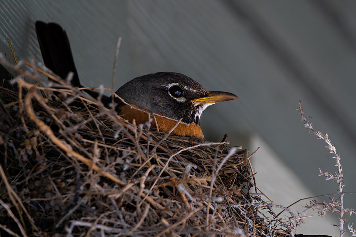 Bird Lover Gift: Mama Robin Wall Art