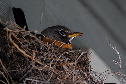 Bird Lover Gift: Mama Robin Wall Art