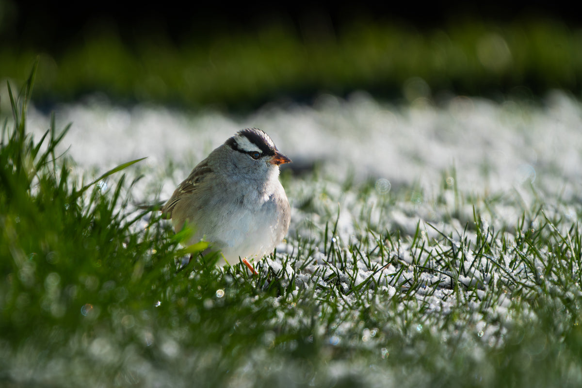 First Light: A Sparrow&