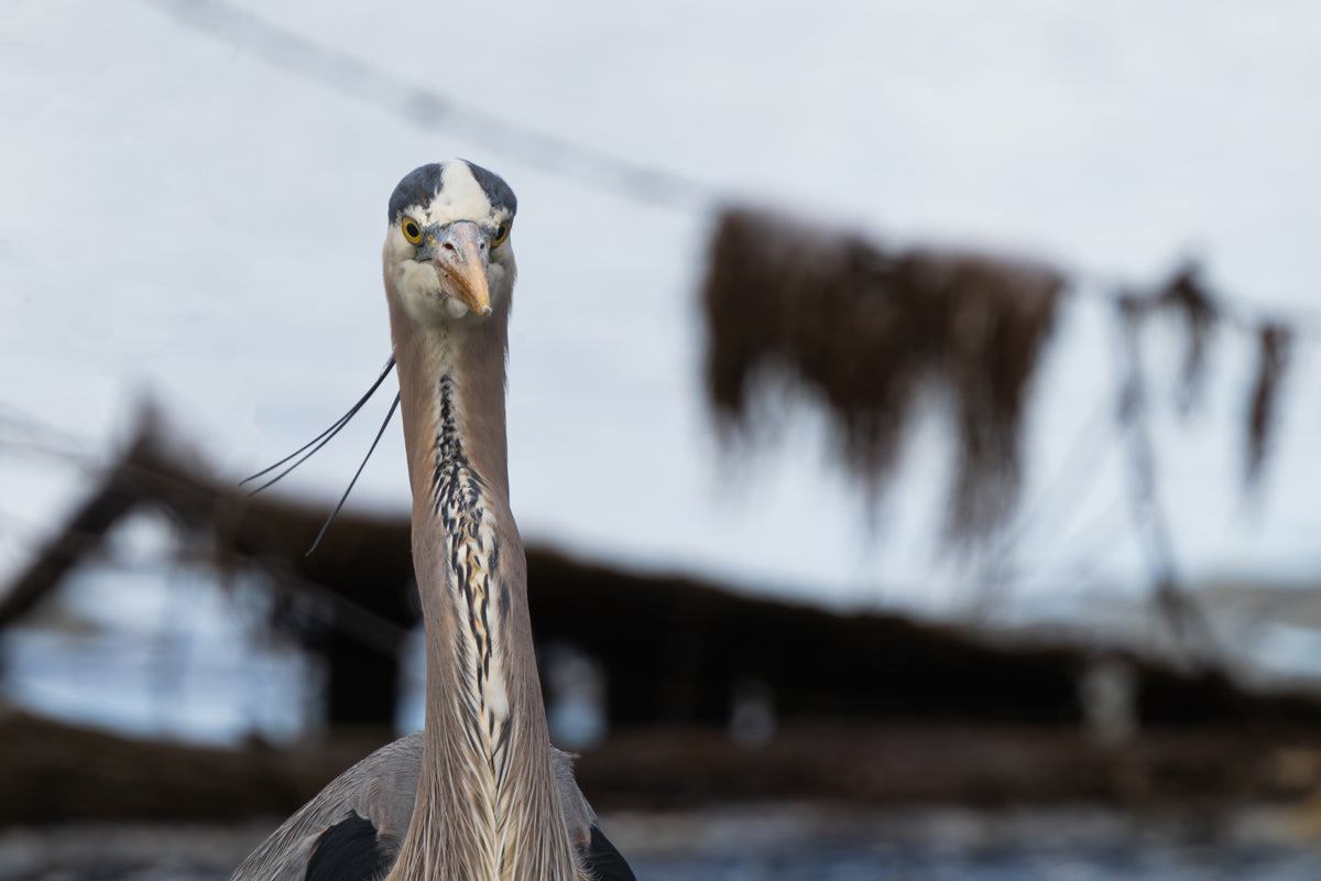 An Enchanting Encounter: The Blue Heron’s Grace