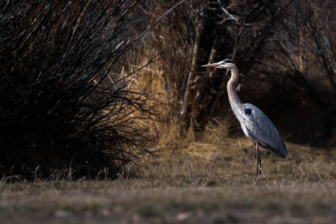 Bird Lover Gift: Blue Heron