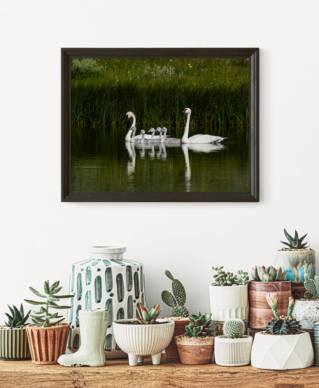 Swan Family Artwork