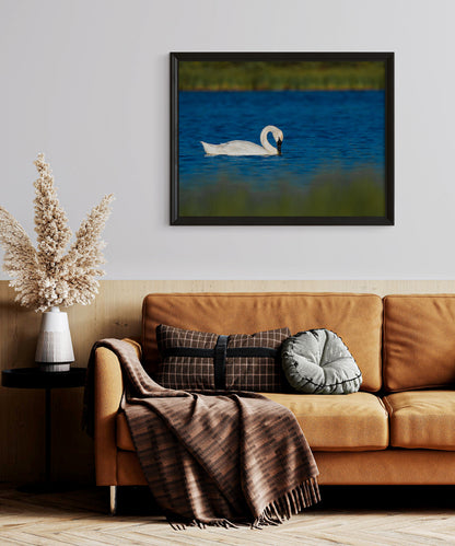 Swan Artwork