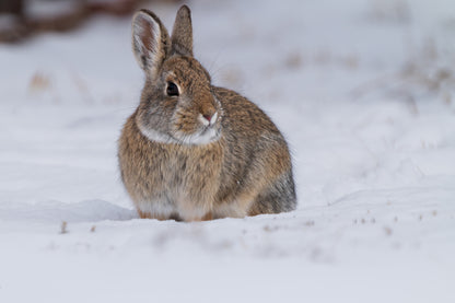 Cozy Cottontail: Captivating Bunny Wall Art to Bring Nature’s Charm Indoors!