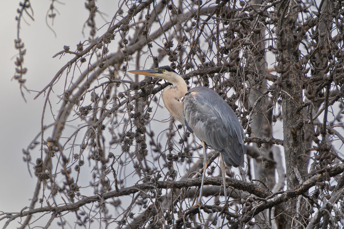 Blue Heron Artwork