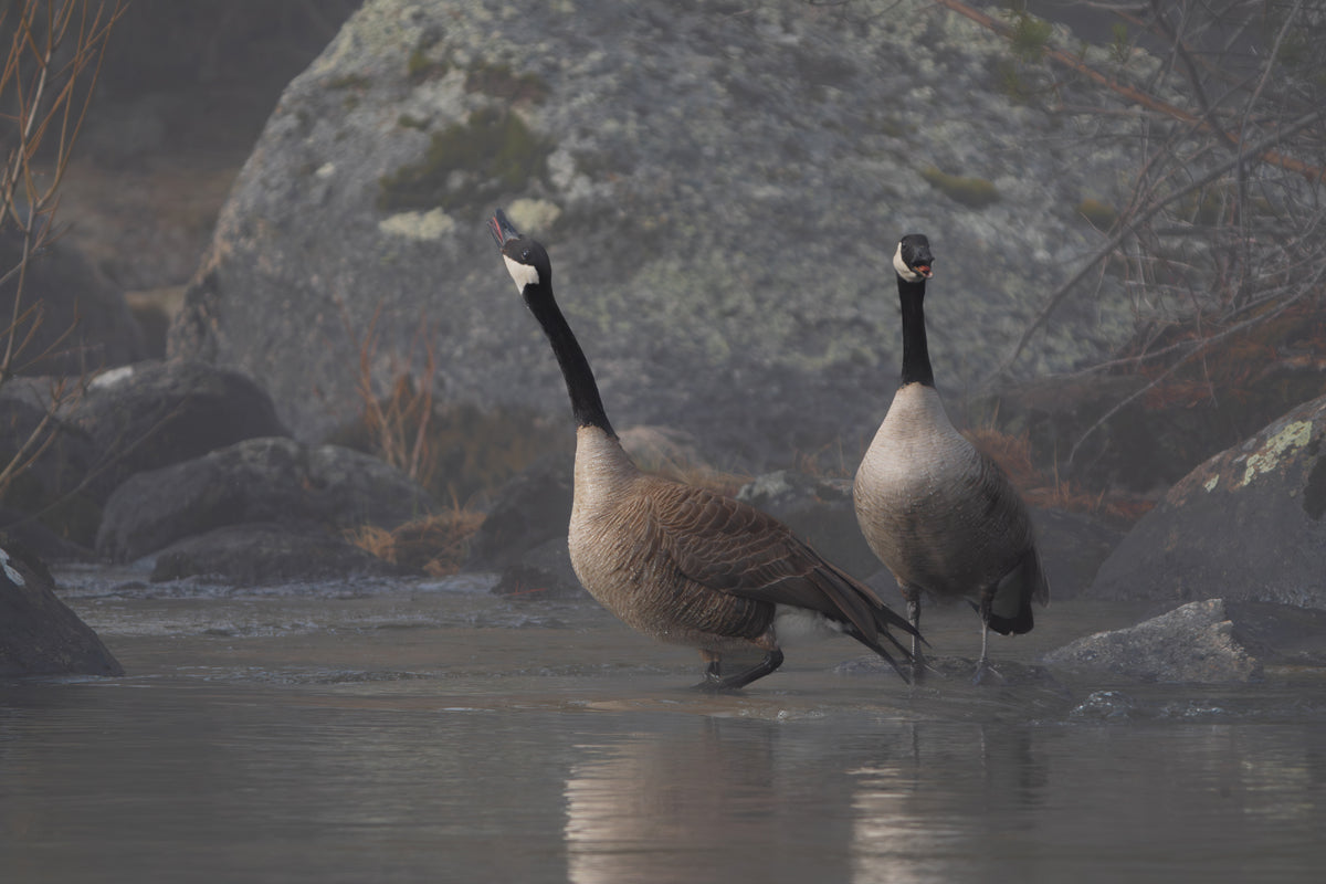 Divine Serenity at Boulder Creek Canada Geese 2