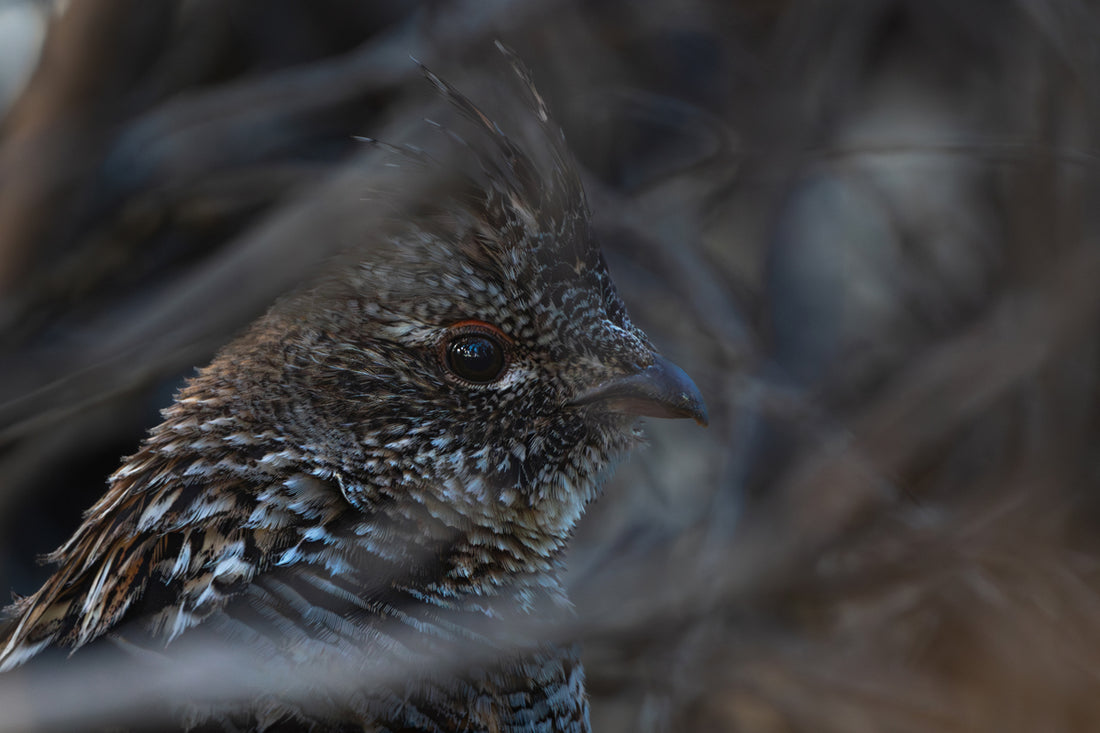 Wildlife Wall Art Transforms Your Home Grouse