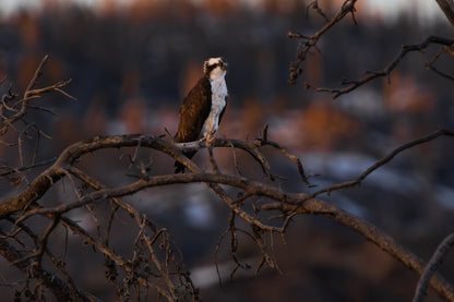 Osprey in the Wild