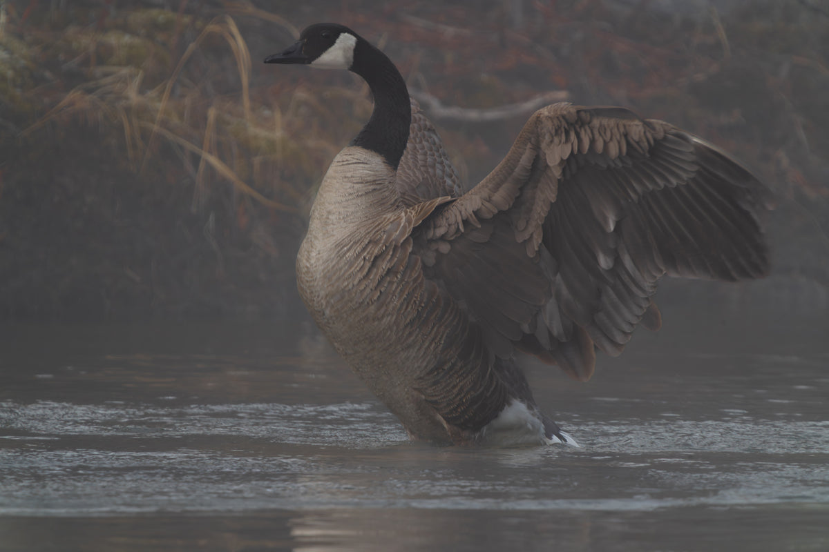 Divine Serenity at Boulder Creek Canada Geese