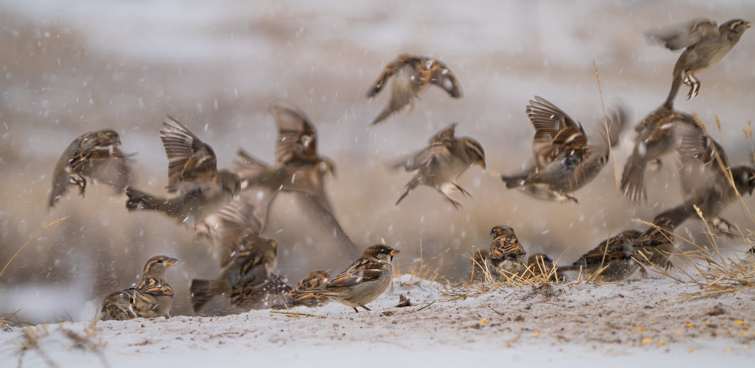 Common Sparrows: A Morning Symphony in Motion