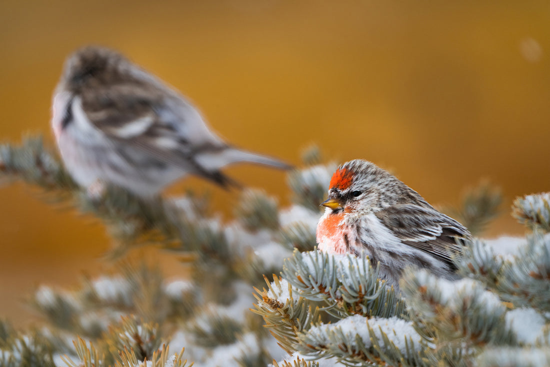 Bring the Beauty of Wyoming&