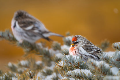 Wildlife Photography: Common Redpoll Chilling