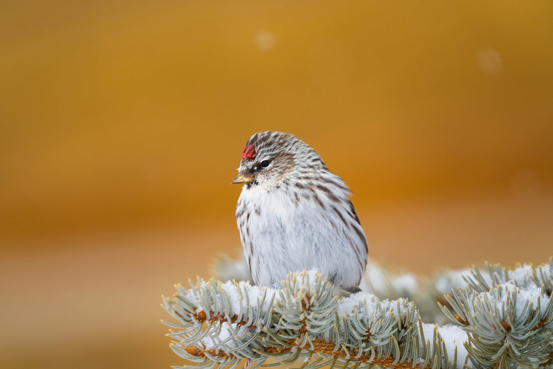 Capture the Serenity of Wyoming with Common Redpoll Wall Art