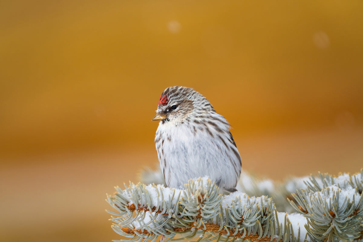Wildlife Photography: Common Redpoll Chilling 2