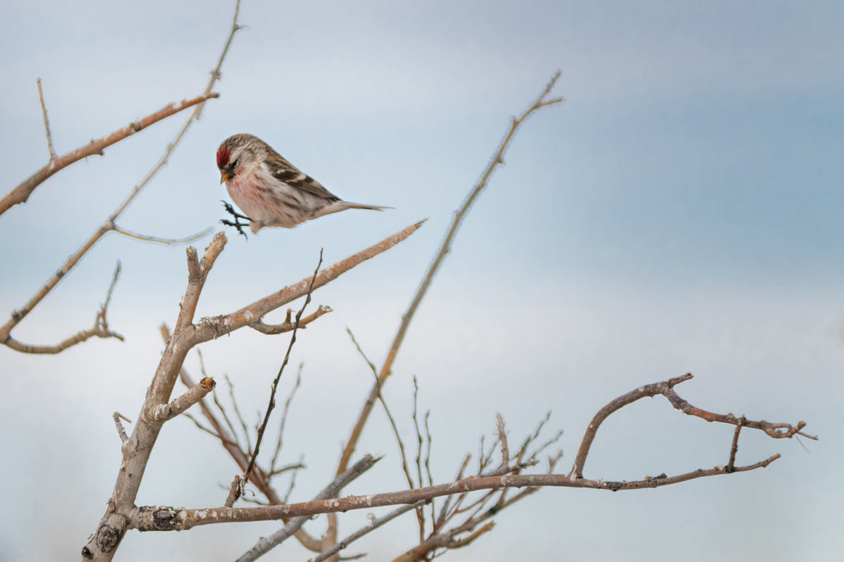 Wildlife Photography: Common Redpoll Jumping