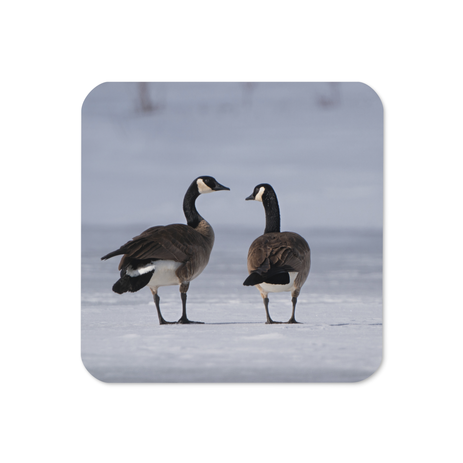 Canada Geese in Winter Cork-back coaster