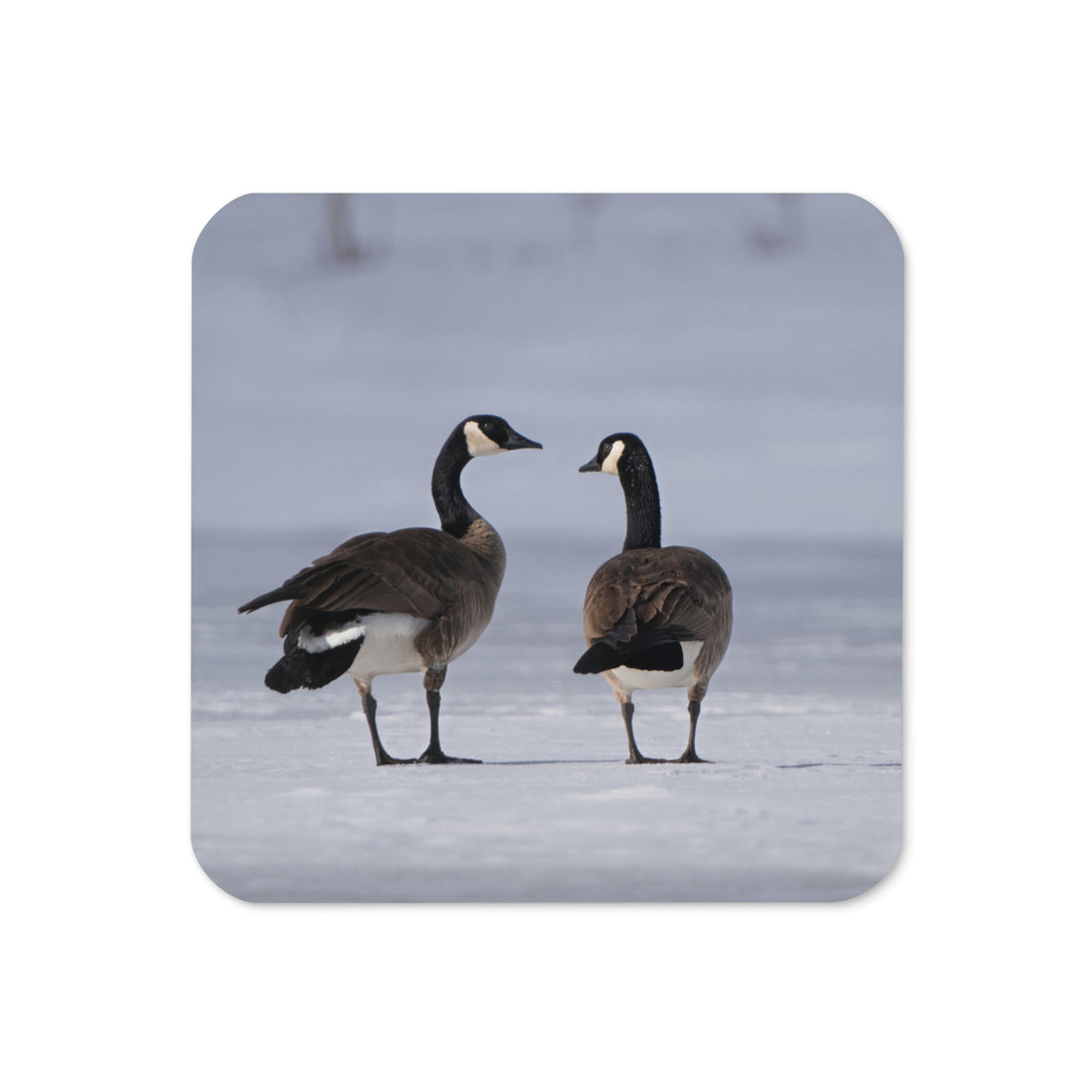Canada Geese in Winter Cork-back coaster