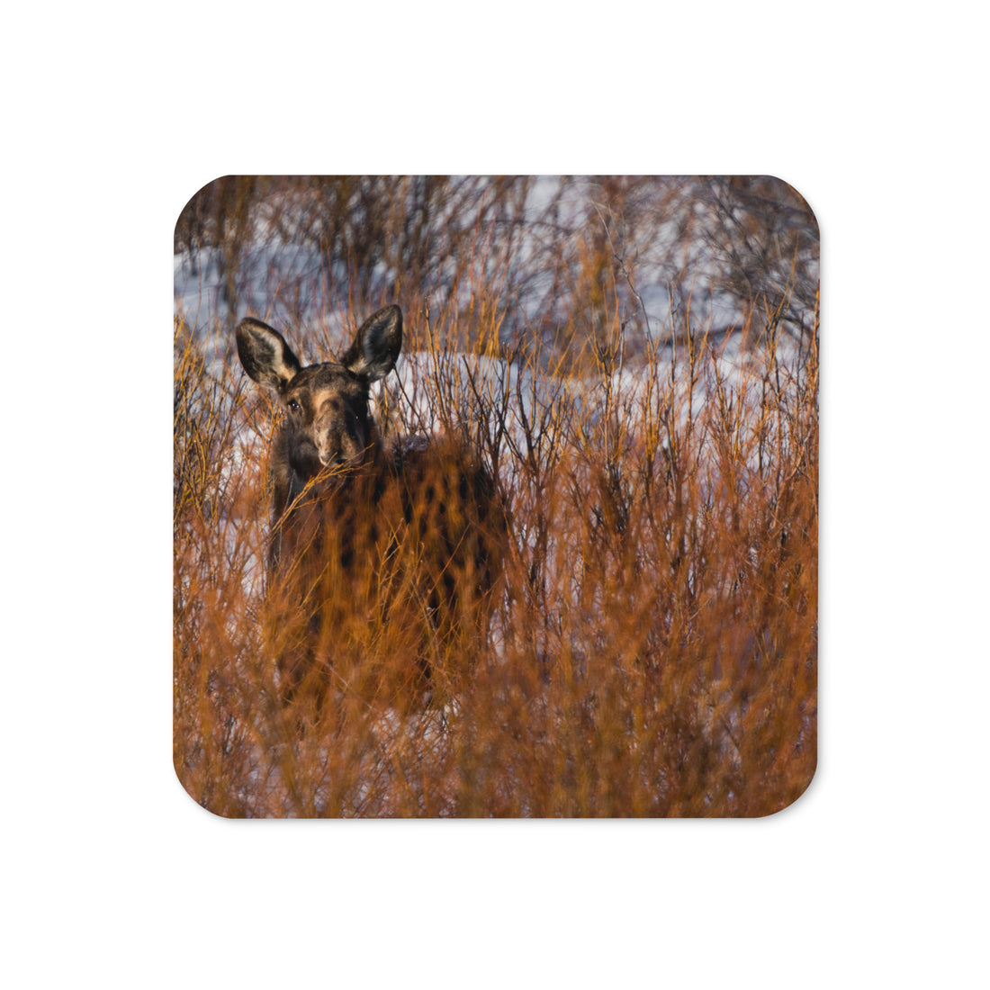 Moose in the Winter Cork-back coaster