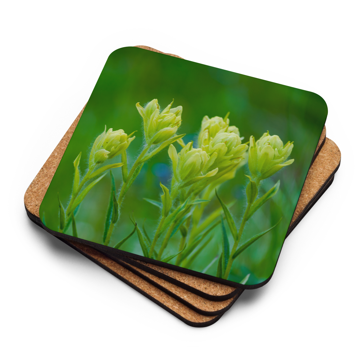 Indian Paint Brush Cork-back coaster