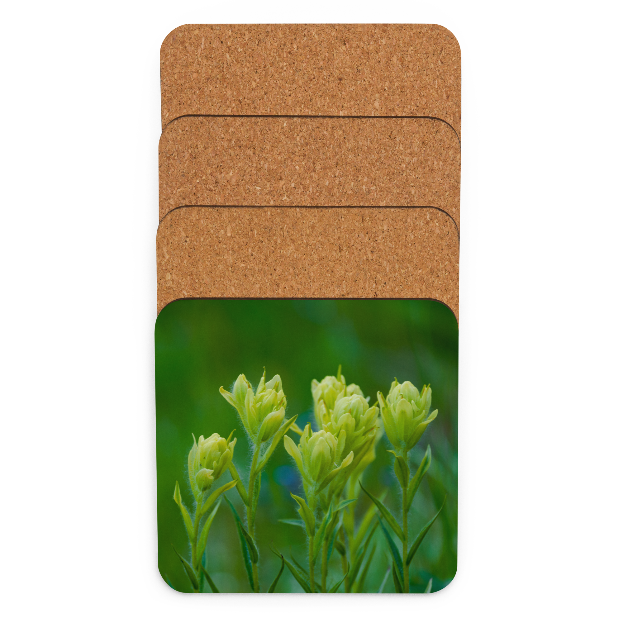 Indian Paint Brush Cork-back coaster