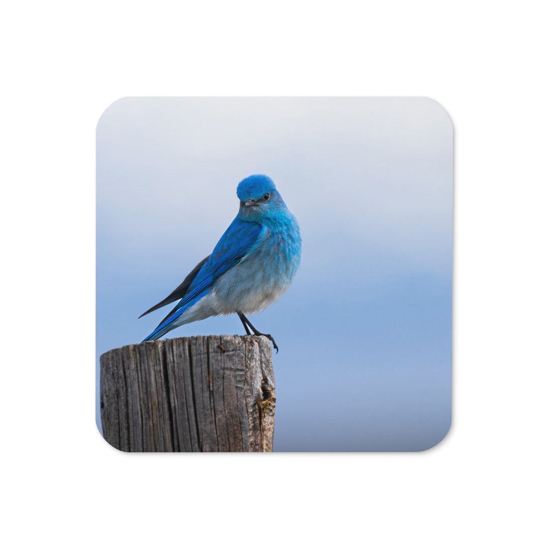 Mountain Bluebird Cork-back coaster