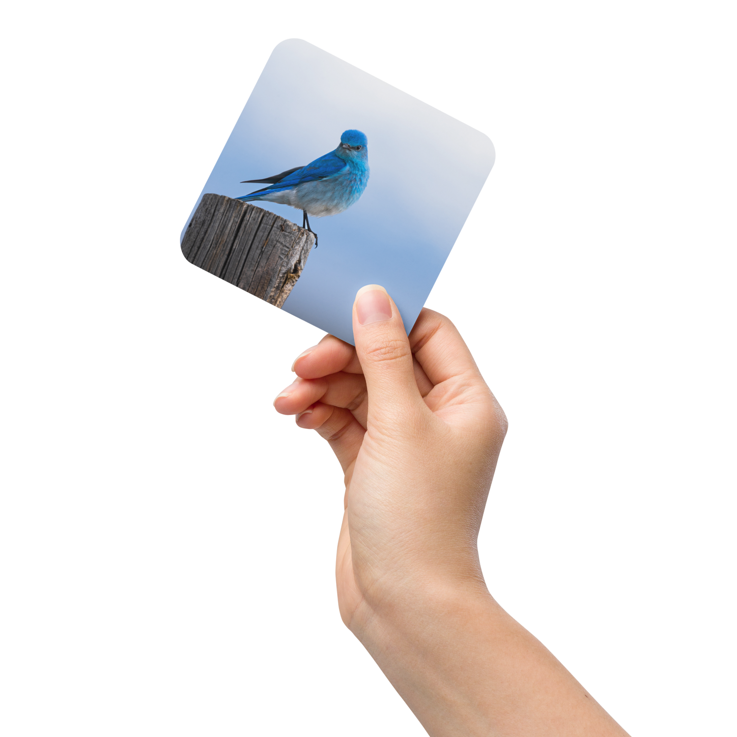 Mountain Bluebird Cork-back coaster