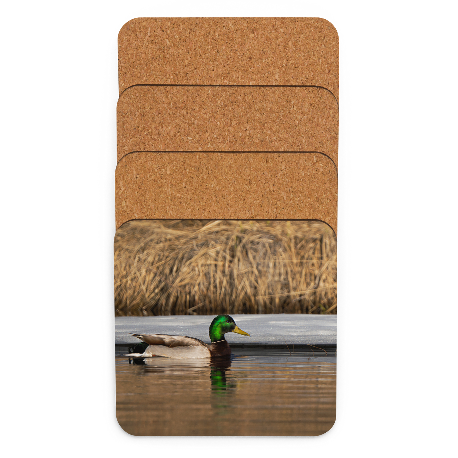 Mallard Duck Cork-back coaster