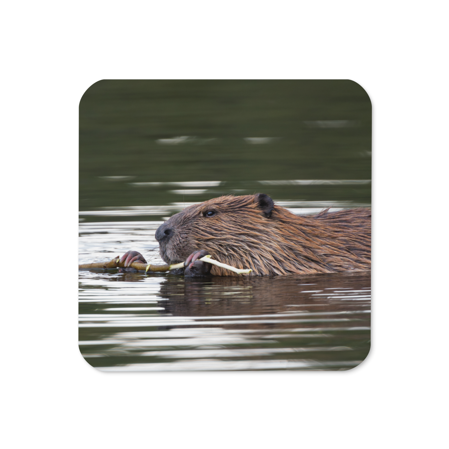 Beaver Cork-back coaster