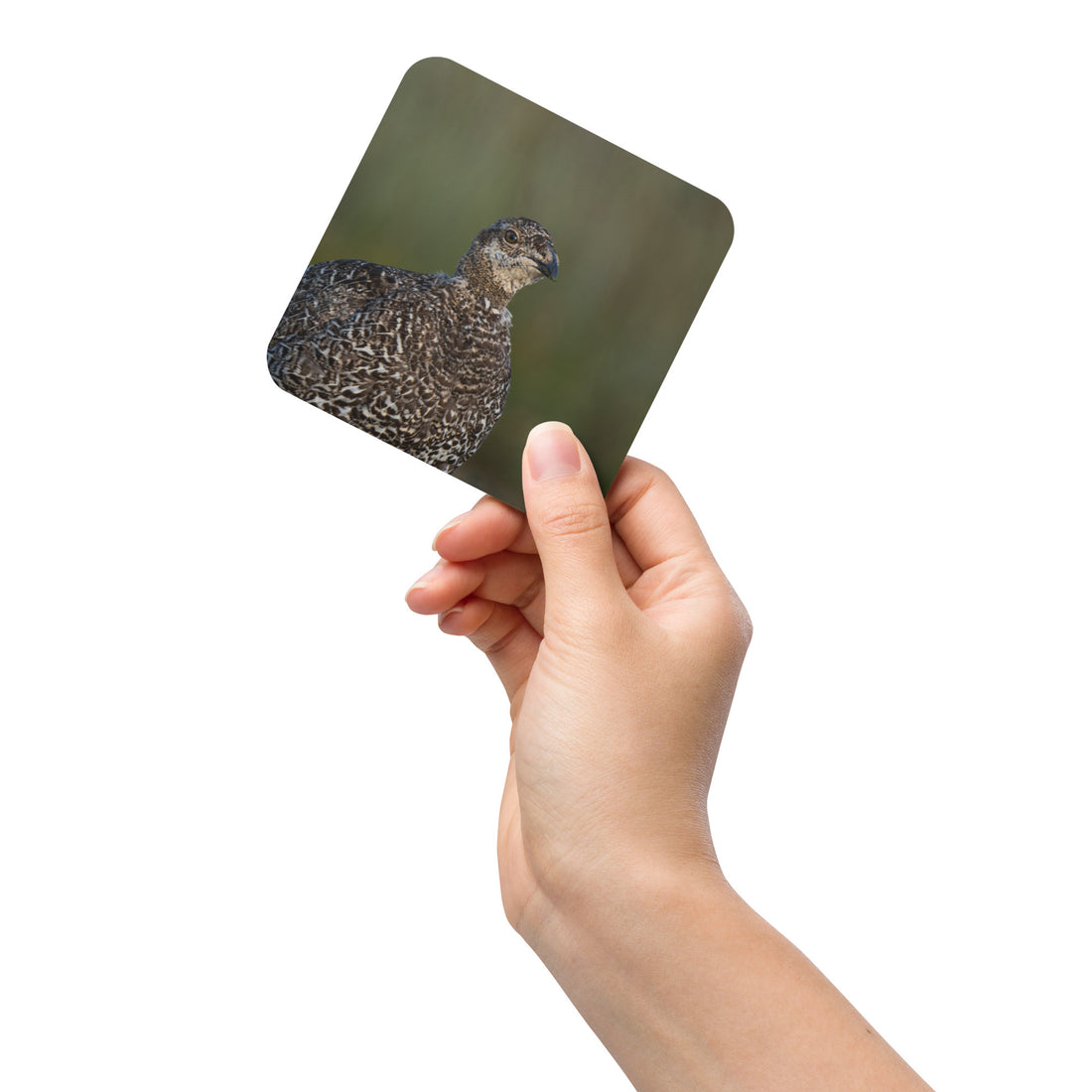 Sage Grouse Cork-back coaster