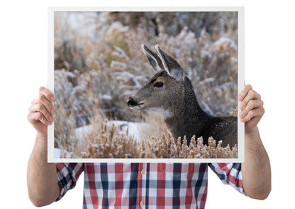Mule Deer Fawn Wildlife Photography
