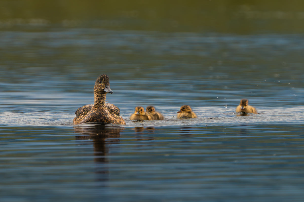 Duck Family Artwork