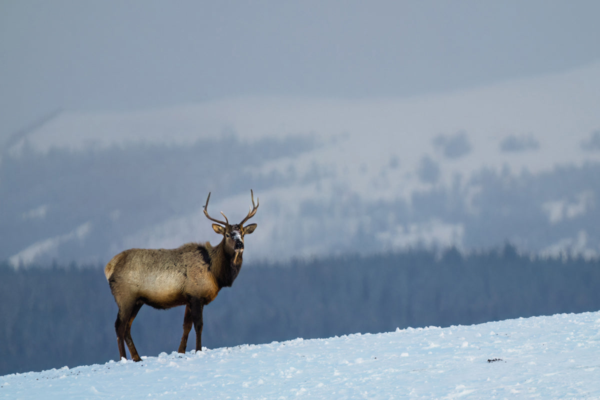 Wildlife Photography Elk 3