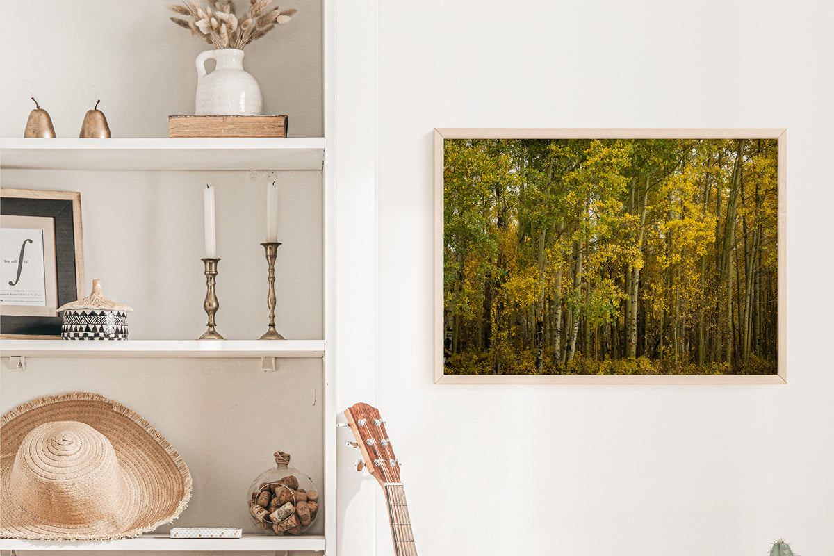 Yellow Aspens Trees in the Fall  Home Decor Wall Art