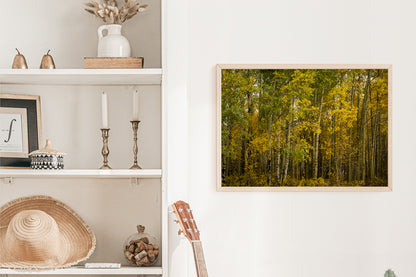 Yellow Aspens Trees in the Fall  Home Decor Wall Art