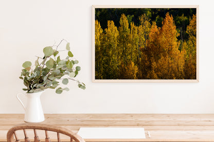 Detail of Aspens in the Fall Home Decor Wall Art