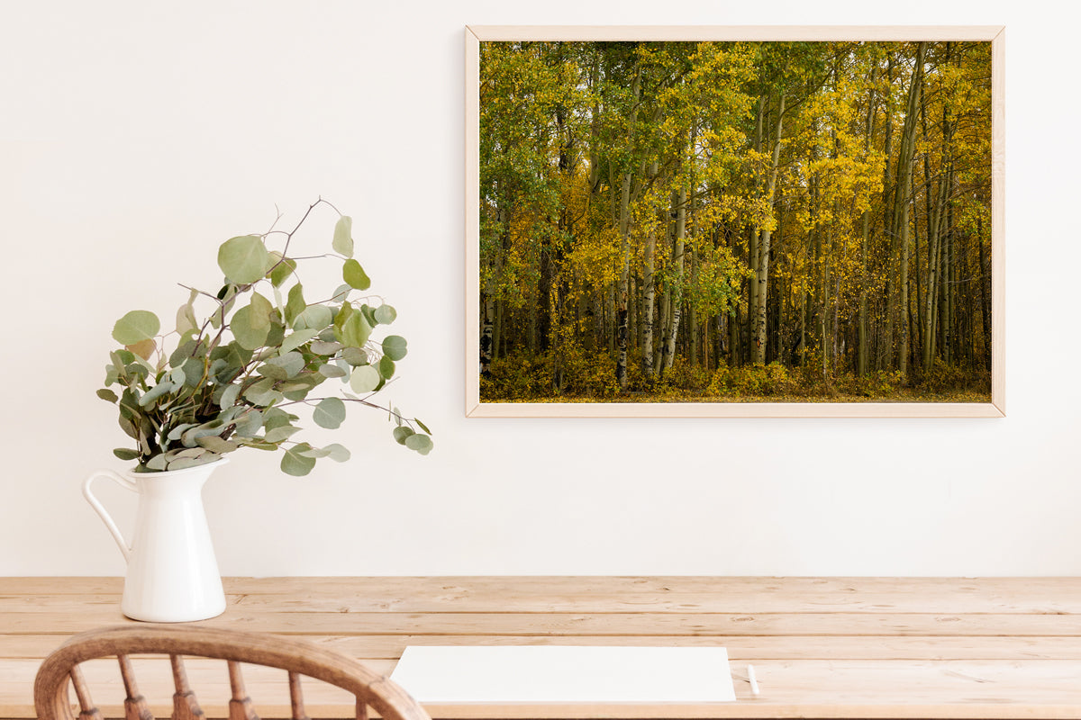 Yellow Aspens Trees in the Fall  Home Decor Wall Art