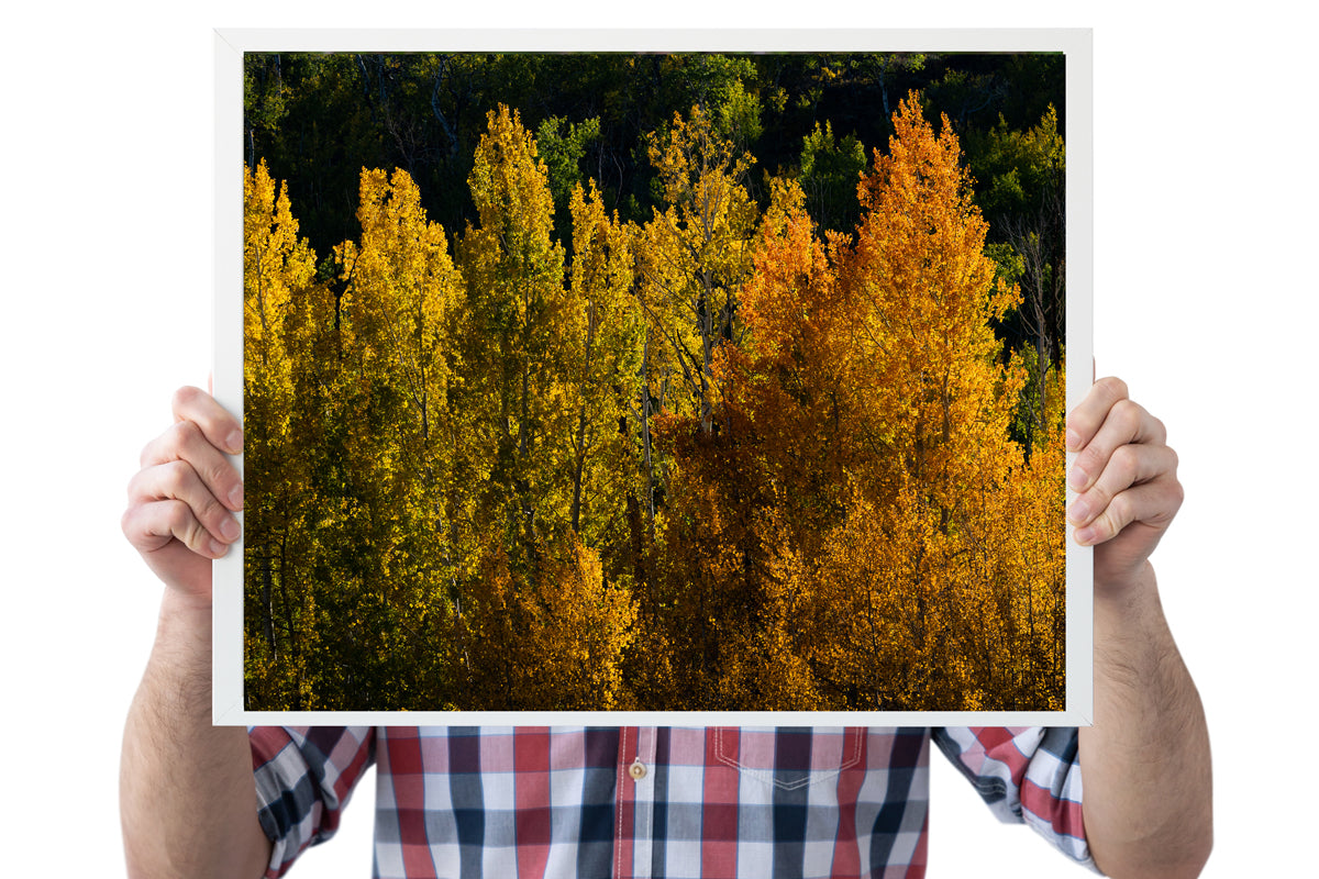 Detail of Aspens in the Fall Home Decor Wall Art