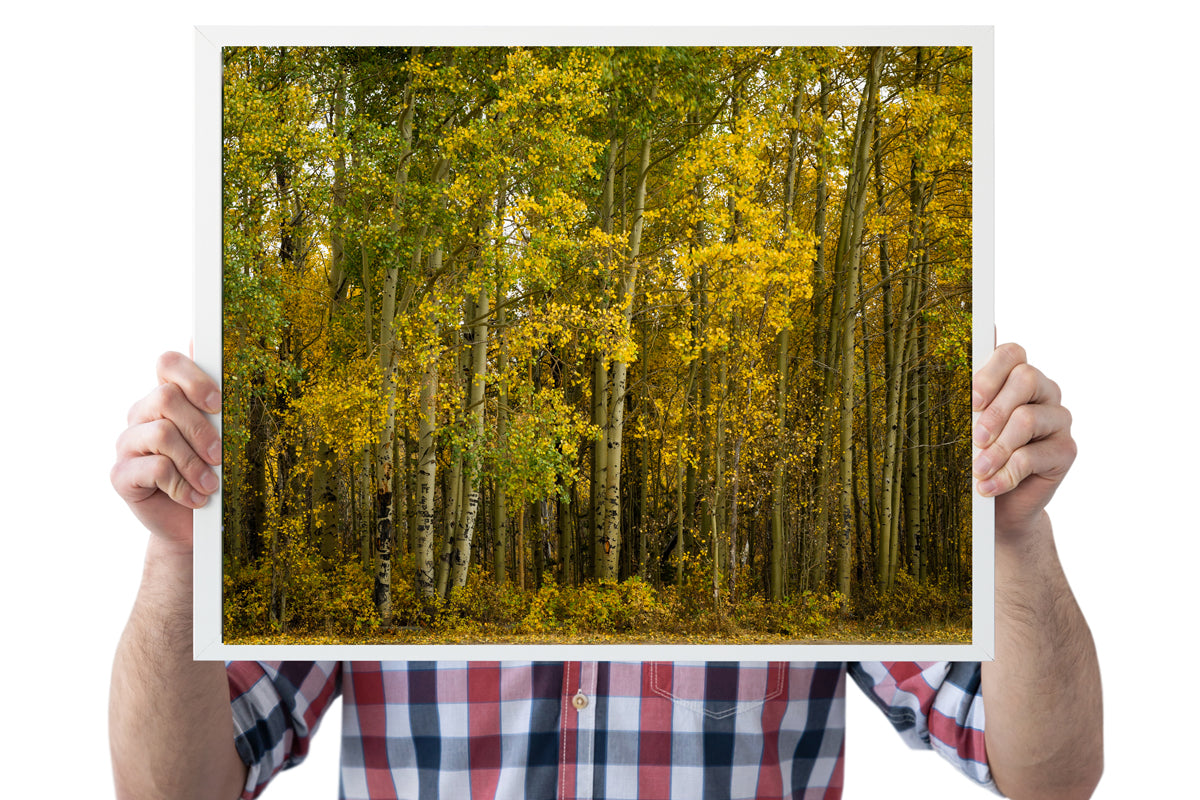 Yellow Aspens Trees in the Fall  Home Decor Wall Art