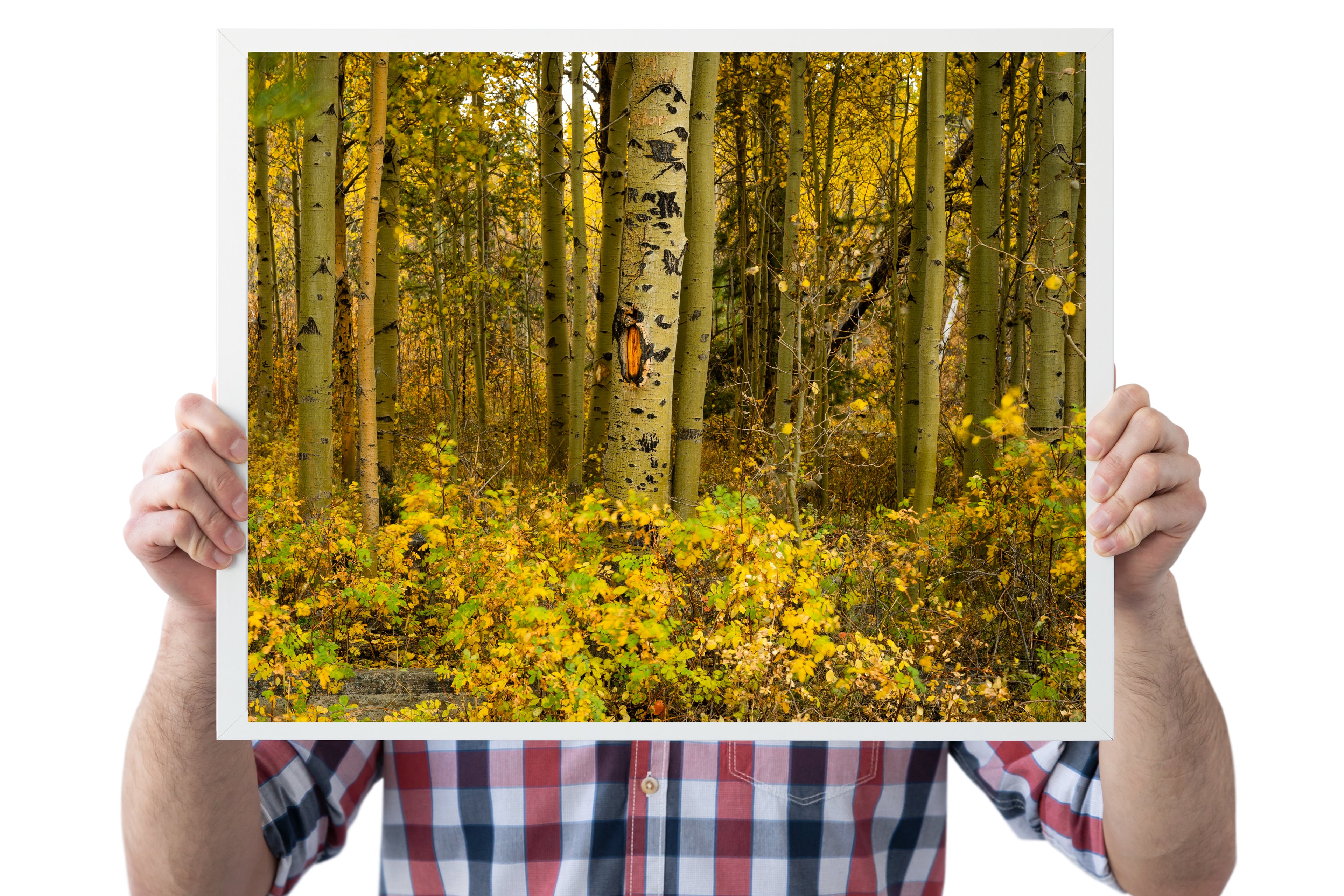 Aspen Trees in the Fall Home Decor Wall Art