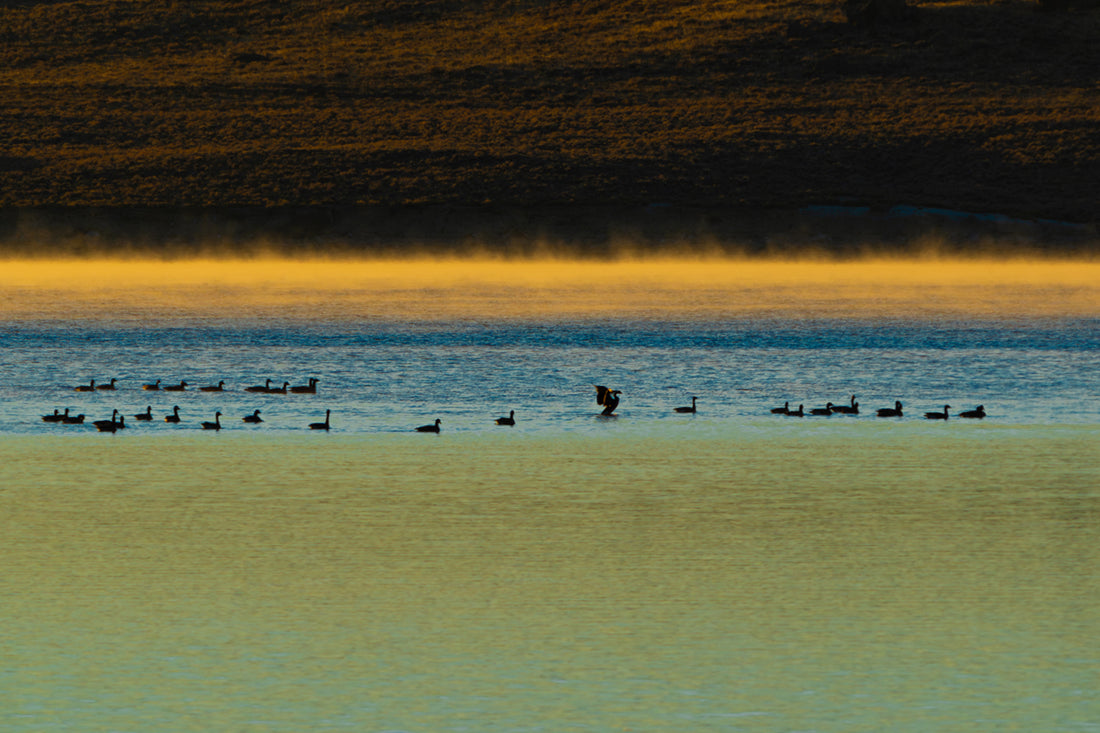 Canada Geese at Sunrise