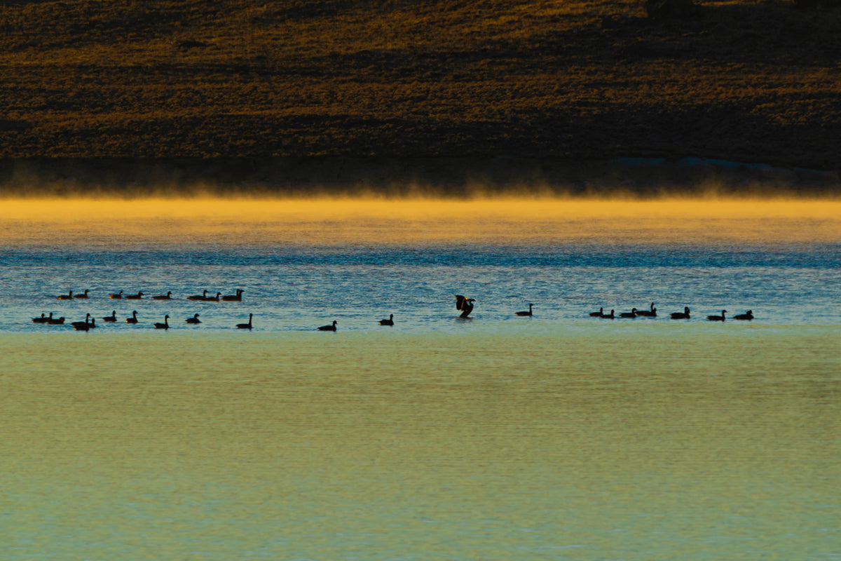 Canada Geese at Sunrise