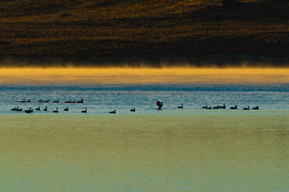 Canada Geese at Sunrise